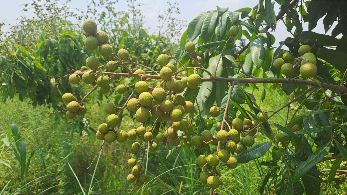 लौंगन की खेती