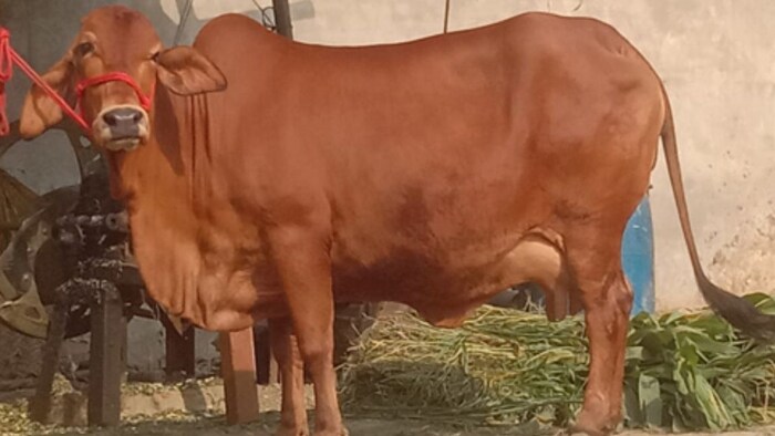 गाय की देसी नस्ल