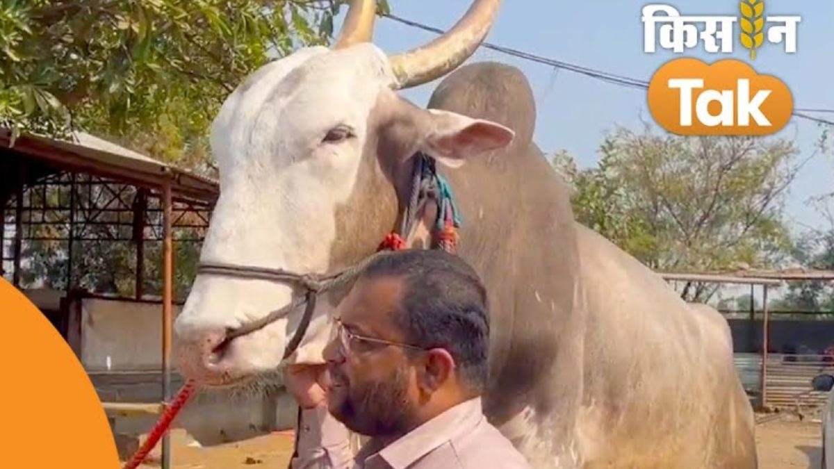 दक्षिण महाराष्ट्र की शान है खिल्लारी बैल, खेती से लेकर रेसिंग तक में आता है काम