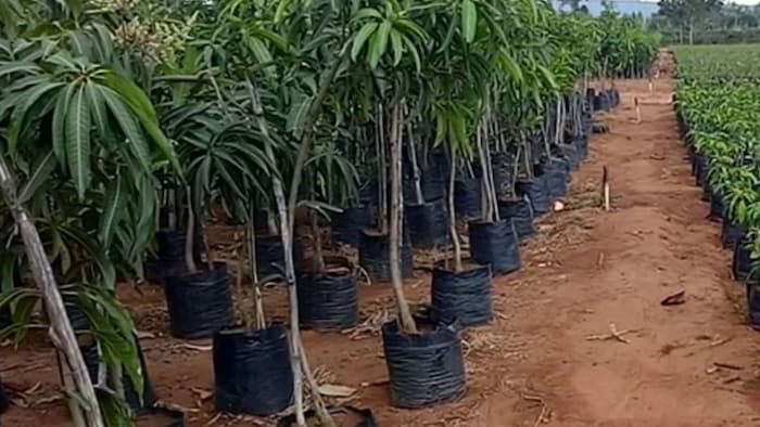 छत्तीसगढ़ समेत 4 राज्यों के किसानों को 10 करोड़ से अधिक की राशि सब्सिडी के रूप में दी गई.