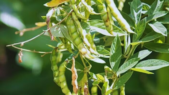 क्या है इस फसल का नाम