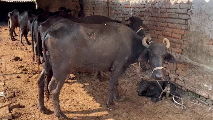 दुधारू पशुओं को कई बार ऐसी बीमारियां लग जाती हैं, जिससे उनकी मौत तक हो जाती है. (Photo-Kisan Tak)