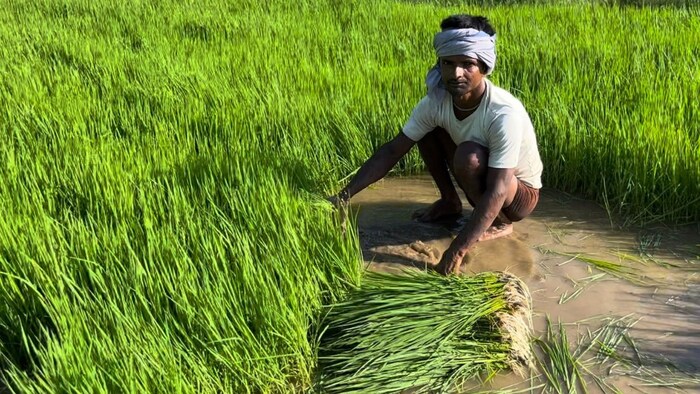 अभी तक नहीं डाला है धान का बिचड़ा , तो इस विधि से लगाएं नर्सरी