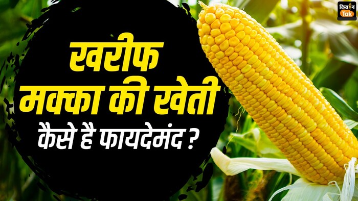 खऱीफ मक्का की खेती से फायदा