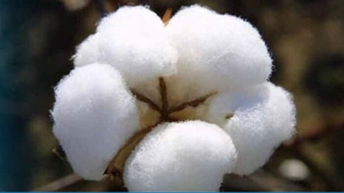 कपास का मंडी भाव