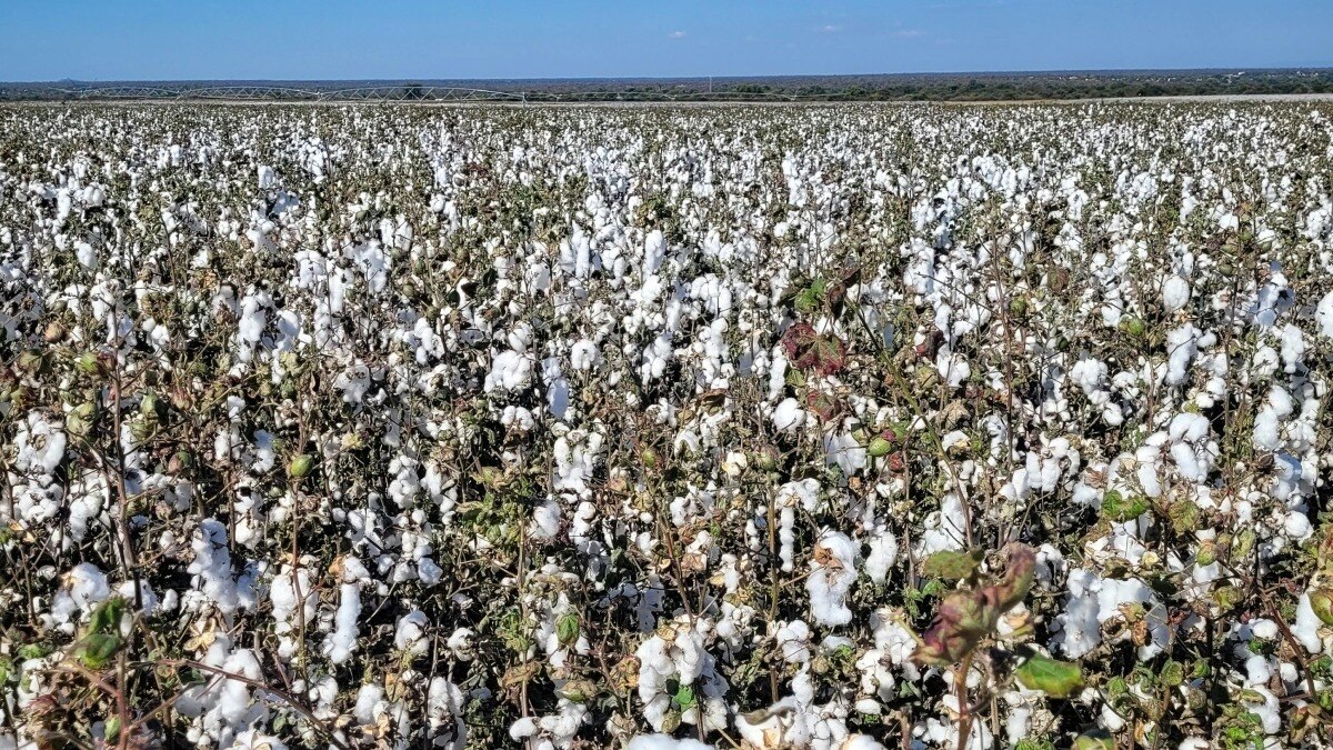  पंजाब के किसानों का कपास से मोहभंग! मूंग और बासमती की खेती में लगाया जोर
