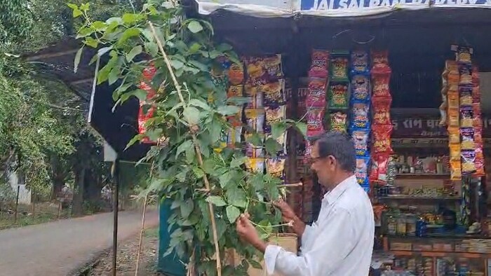 12 फीट ऊंचा सोयाबीन का पेड़