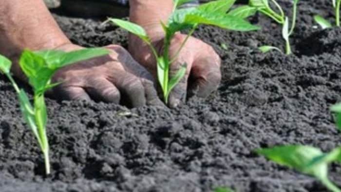 प्राकृतिक खेती