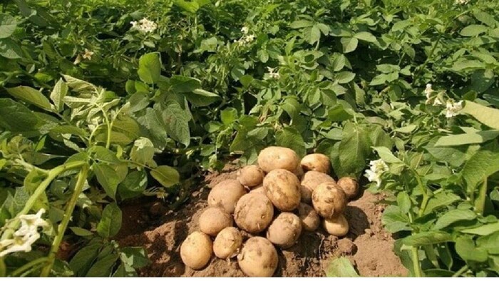 फलों और सब्जियों में फंफूद रोग किसानों के लिए बड़ी समस्या बनता है.