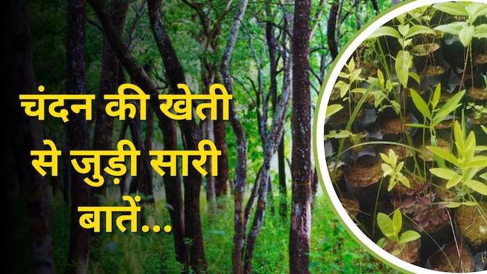 चंदन की खेती