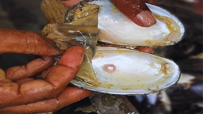 मोतीपालन