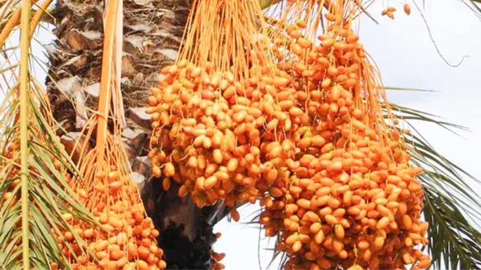 खजूर की खेती