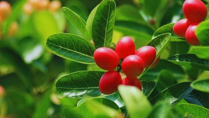 डबल फायदे वाली है ये फसल