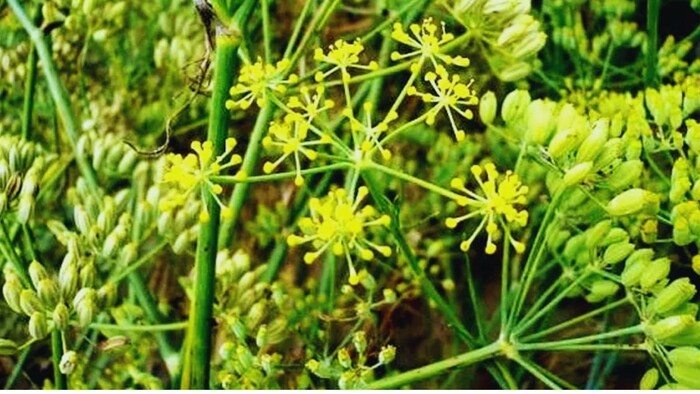 गमले में आसानी से उगाएं सौंफ