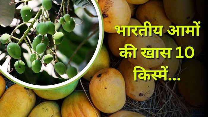 आम की 10 खास किस्में