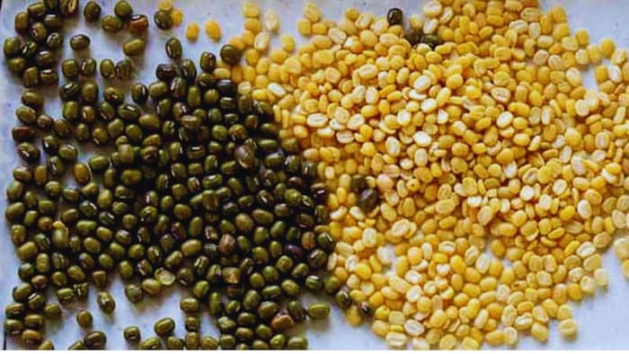 किस फसल की किस्म है शिखा