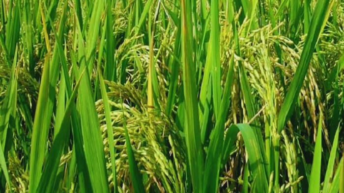 धान की 5 बौनी किस्में