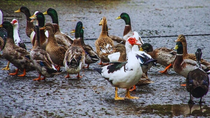 बत्तख पालन