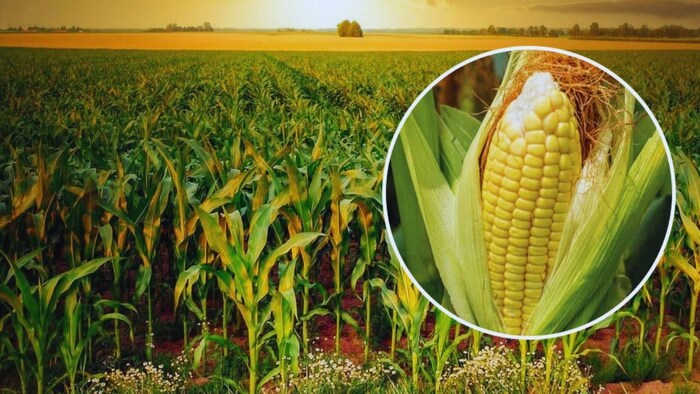 मक्के की खेती के लिए करें इन किस्मों का चयन