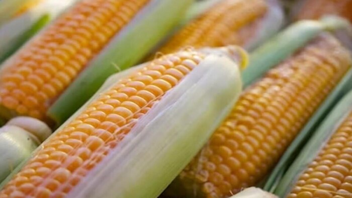 मक्का बीज पर सब्सिडी (सांकेतिक तस्वीर)