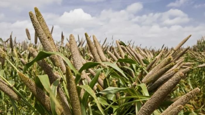 खरीफ के लिए बाजरा की उन्नन किस्में