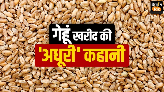 क्यों पूरी नहीं हुई गेहूं की खरीद.