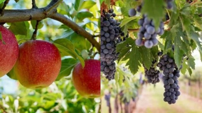 NHB ने पूर्वोत्तर के किसानों को फलों की खेती के लिए प्रेरित किया है.