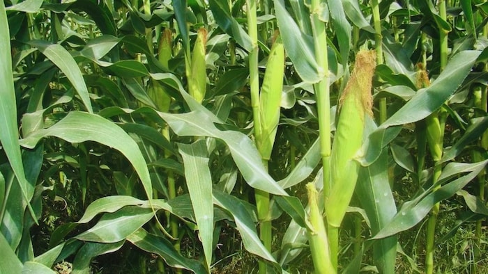 मक्के की खेती के लिए सलाह