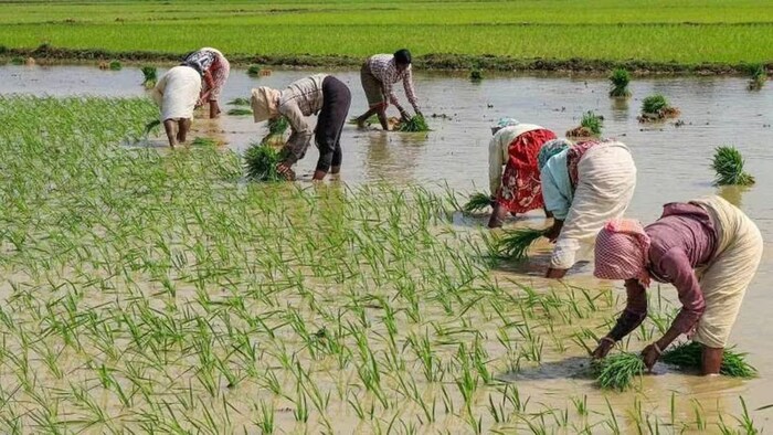 पंजाब में बासमती की खेती. (सांकेतिक फोटो)