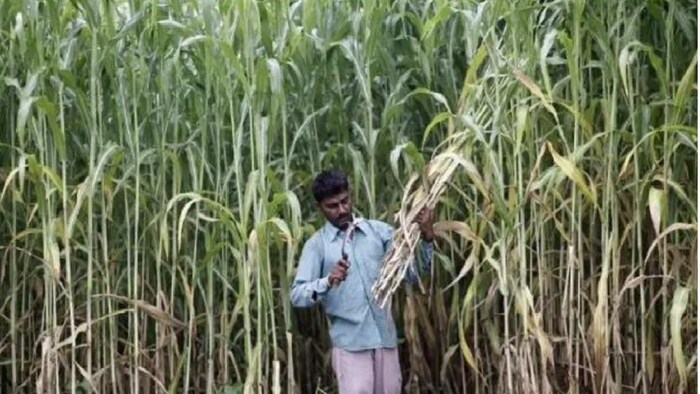 बारिश के अच्छे संकेतों को देखते हुए अगले सीजन में उत्पादन बढ़ने का अनुमान.