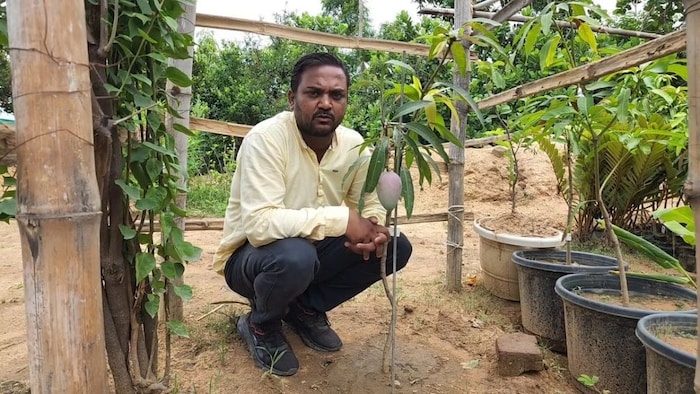 धनबाद में विदेशी आम की खेती.