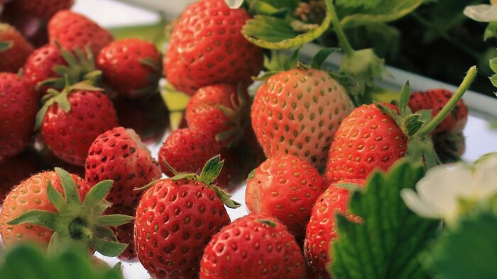 स्ट्रॉबेरी और पपीता की खेती से मध्य प्रदेश के किसान का फायदा