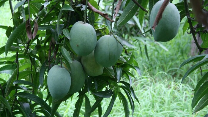 अधिक बारिश से आम आने वाली समस्या