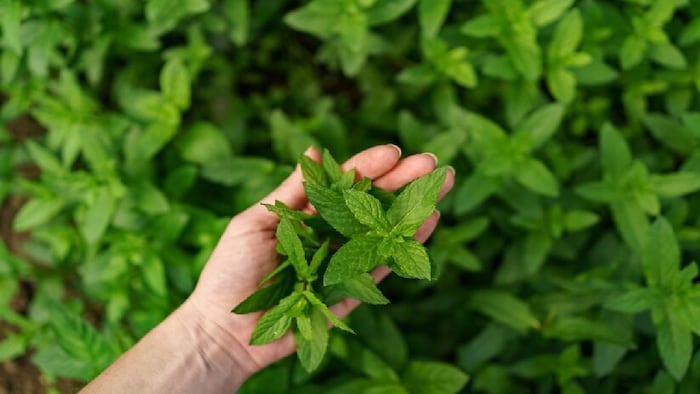 एक हेक्टेयर में मेंथा की खेती करने पर करीब 25 हजार का खर्च आता है.