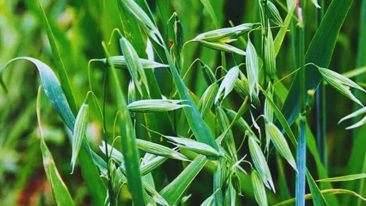 चारे की नई वैरायटी