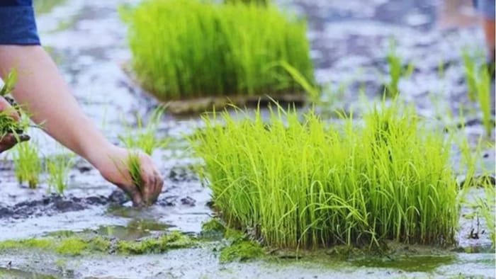 धान की खेती के लिए टिप्स.