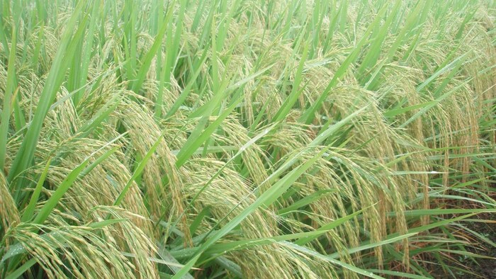 बासमती धान की फसल