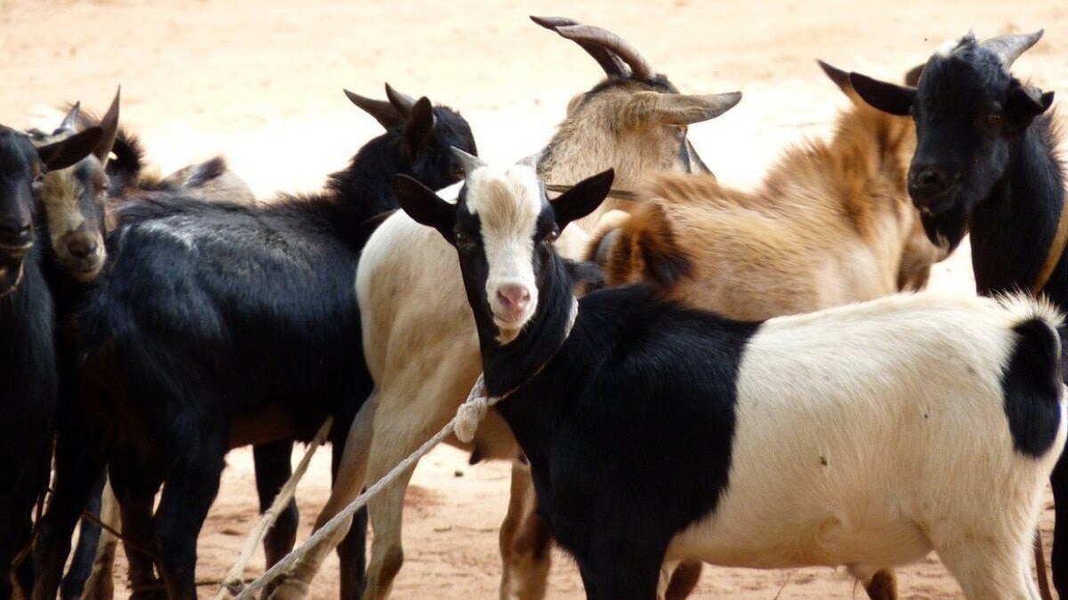 Goat Farming: आखिर क्यों इस नस्ल की बकरी को कहते है गरीब की गाय, जानें क्या है इसकी खासियत