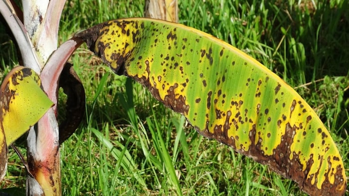 केले में सिगाटोका रोग