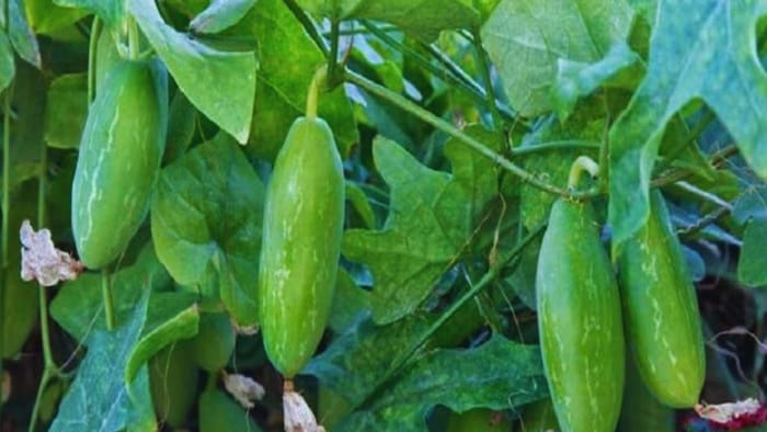 कुंदरू की रोपाई