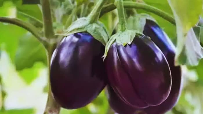 बैंगन की अगेती किस्में