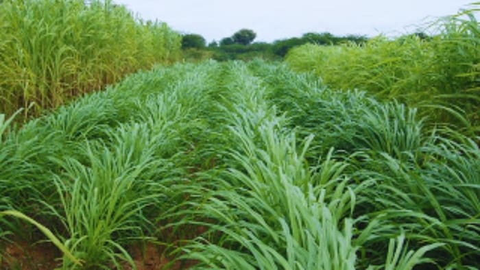 हरा चारा