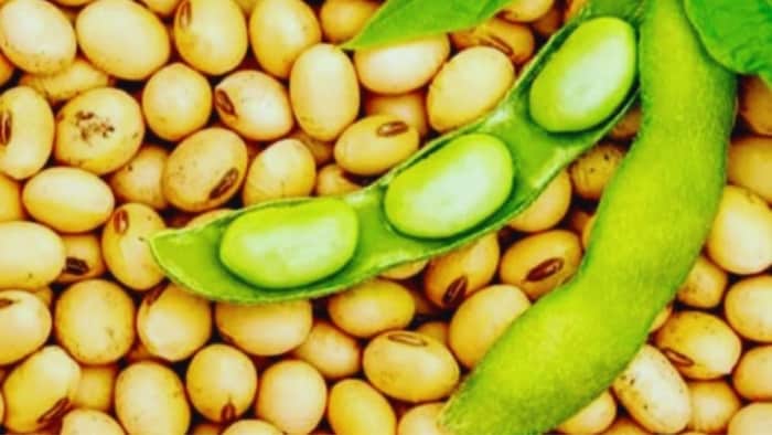 सोयाबीन की किस्में
