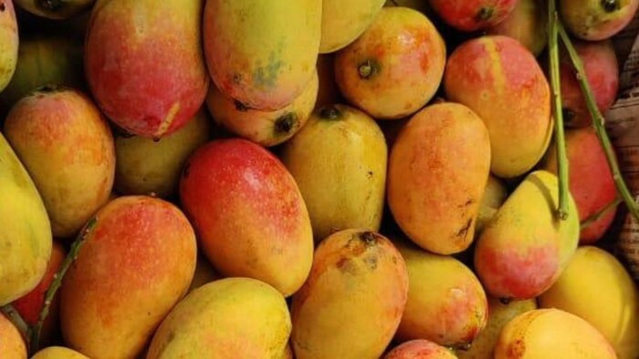 आईसीएआर ने विकसित की आम की नई किस्म (सांकेतिक तस्वीर)