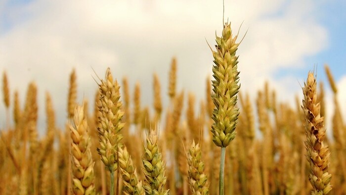 ज्वार को 'श्री अनाज' भी कहा जाता है