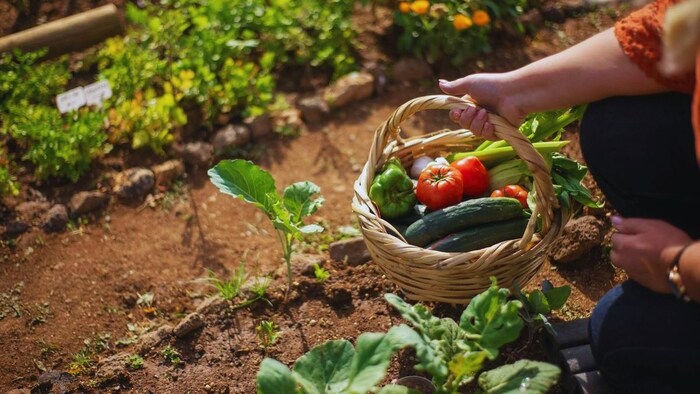 जुलाई के महीने में उगाएं ये सब्जियां