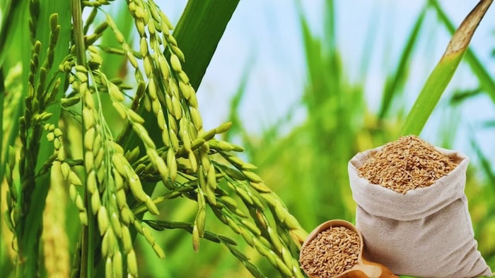 बासमती धान की उन्नत किस्में