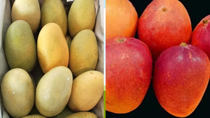 लखनऊ में हर साल की तरह इस बार भी आम महोत्सव शुरू होने जा रहा है. (Photo-Kisan Tak)