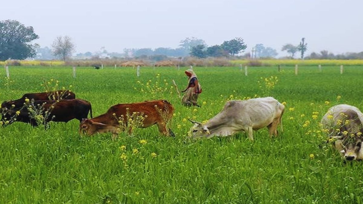खेतों में तारबंदी की जरूरत नहीं होगी, आवारा पशुओं से फसल बर्बाद होने से बचाएगा ये तरीका