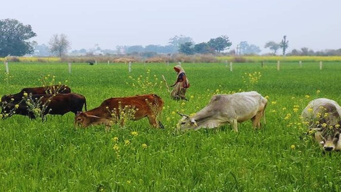 आवारा पशुओं से फसल बचाने का उपाय